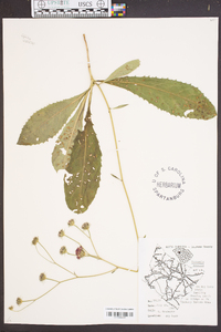 Vernonia acaulis image