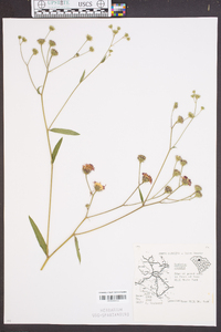 Vernonia acaulis image