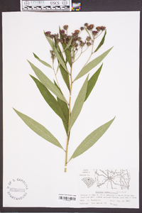 Vernonia noveboracensis image