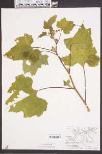 Xanthium strumarium var. glabratum image