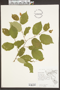 Corylus cornuta image