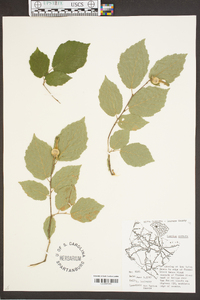 Corylus cornuta image