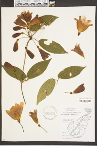 Bignonia capreolata image