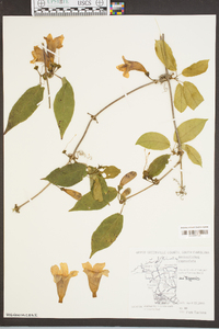 Bignonia capreolata image