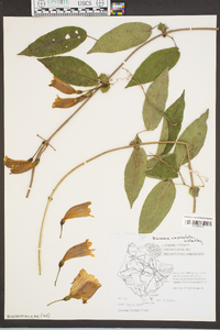 Bignonia capreolata image