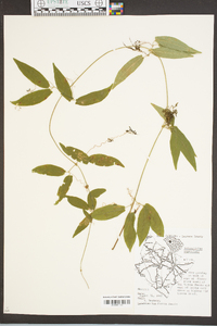 Bignonia capreolata image