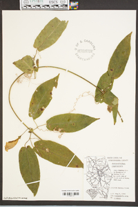 Bignonia capreolata image