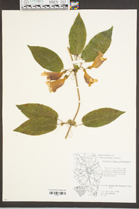 Bignonia capreolata image