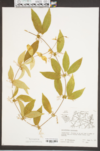 Bignonia capreolata image