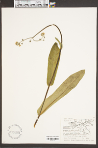 Cynoglossum virginianum image