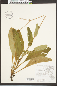 Cynoglossum virginianum image