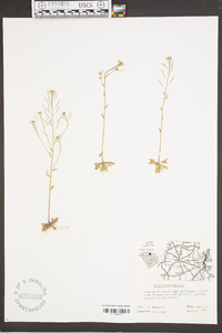 Arabidopsis thaliana image