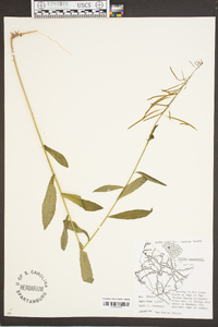 Borodinia canadensis image