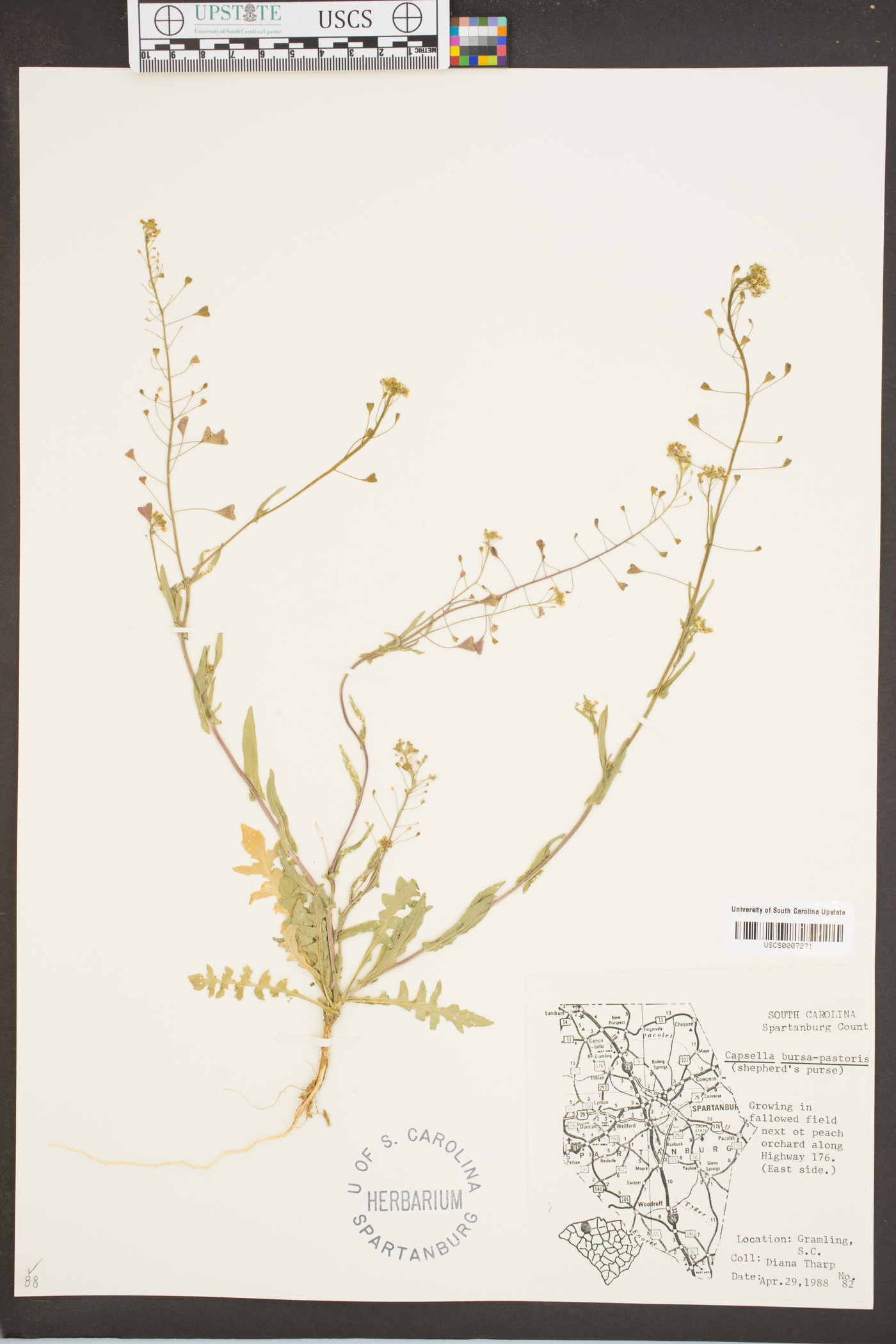 Cakile harperi image