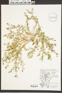 Lepidium didymum image