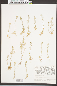 Draba brachycarpa image