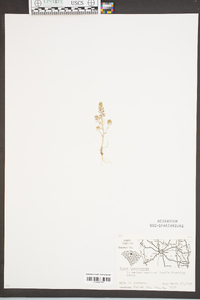 Draba brachycarpa image