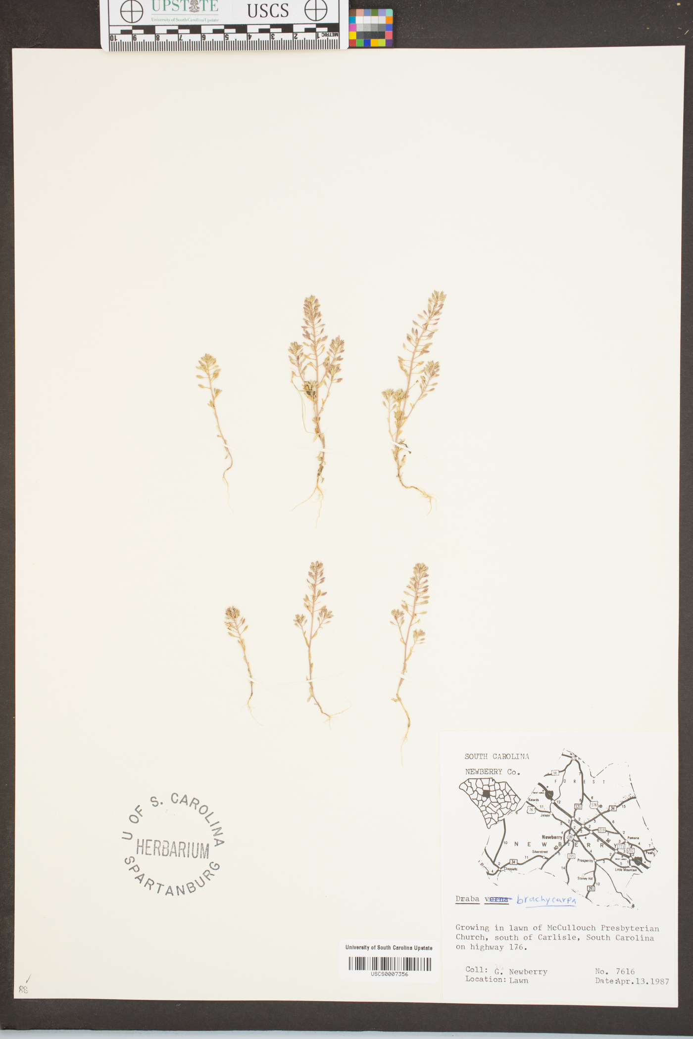 Draba brachycarpa image