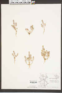 Draba brachycarpa image