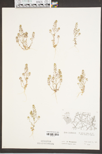 Draba brachycarpa image