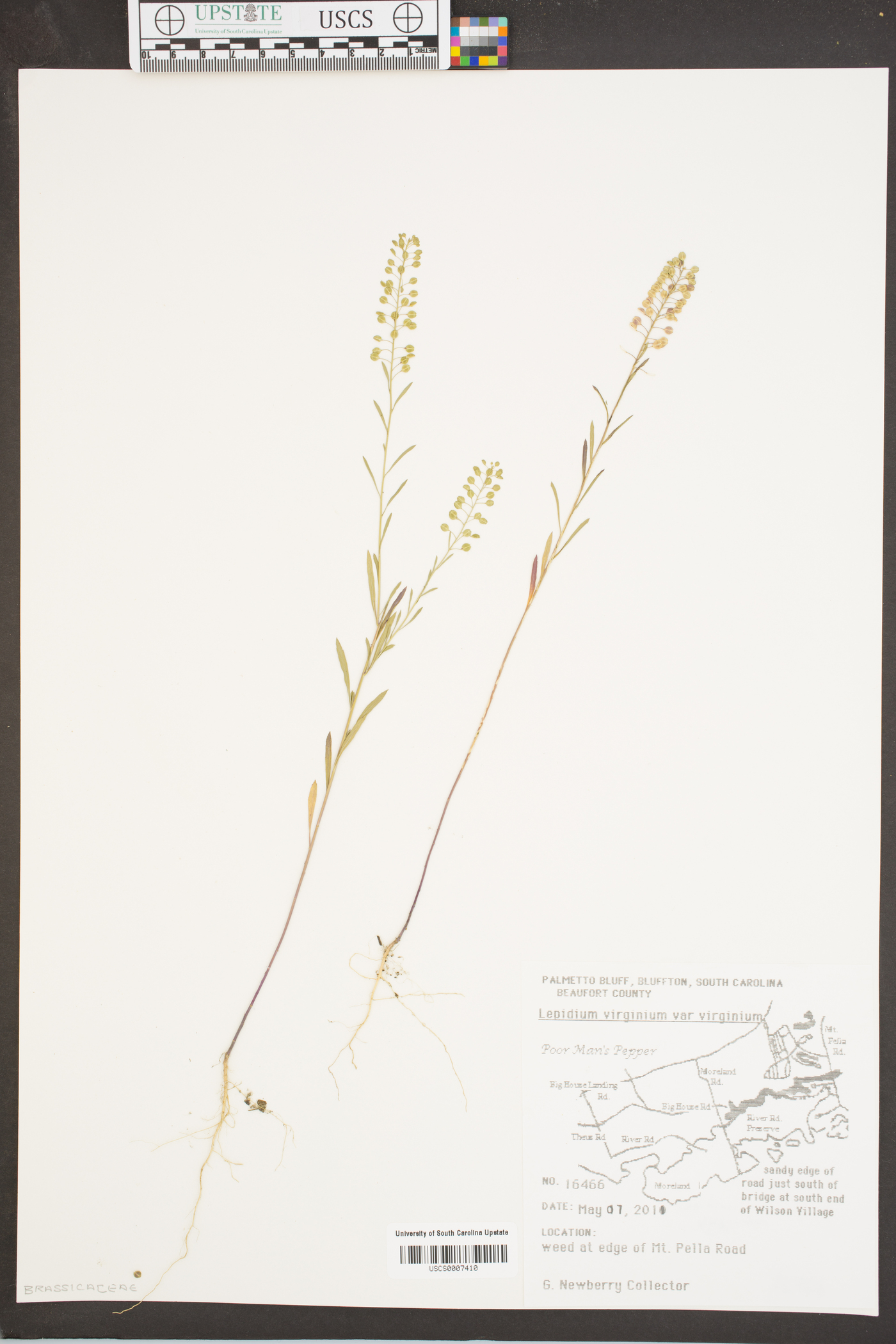 Lepidium virginicum var. virginicum image
