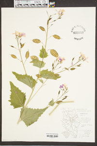 Lunaria annua image