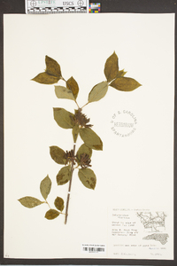 Calycanthus floridus image