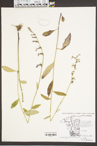 Lobelia amoena image