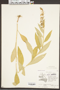 Lobelia amoena image