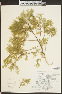 Hesperotropsis leylandii image