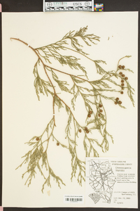 Hesperotropsis leylandii image