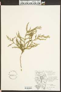 Hesperotropsis leylandii image