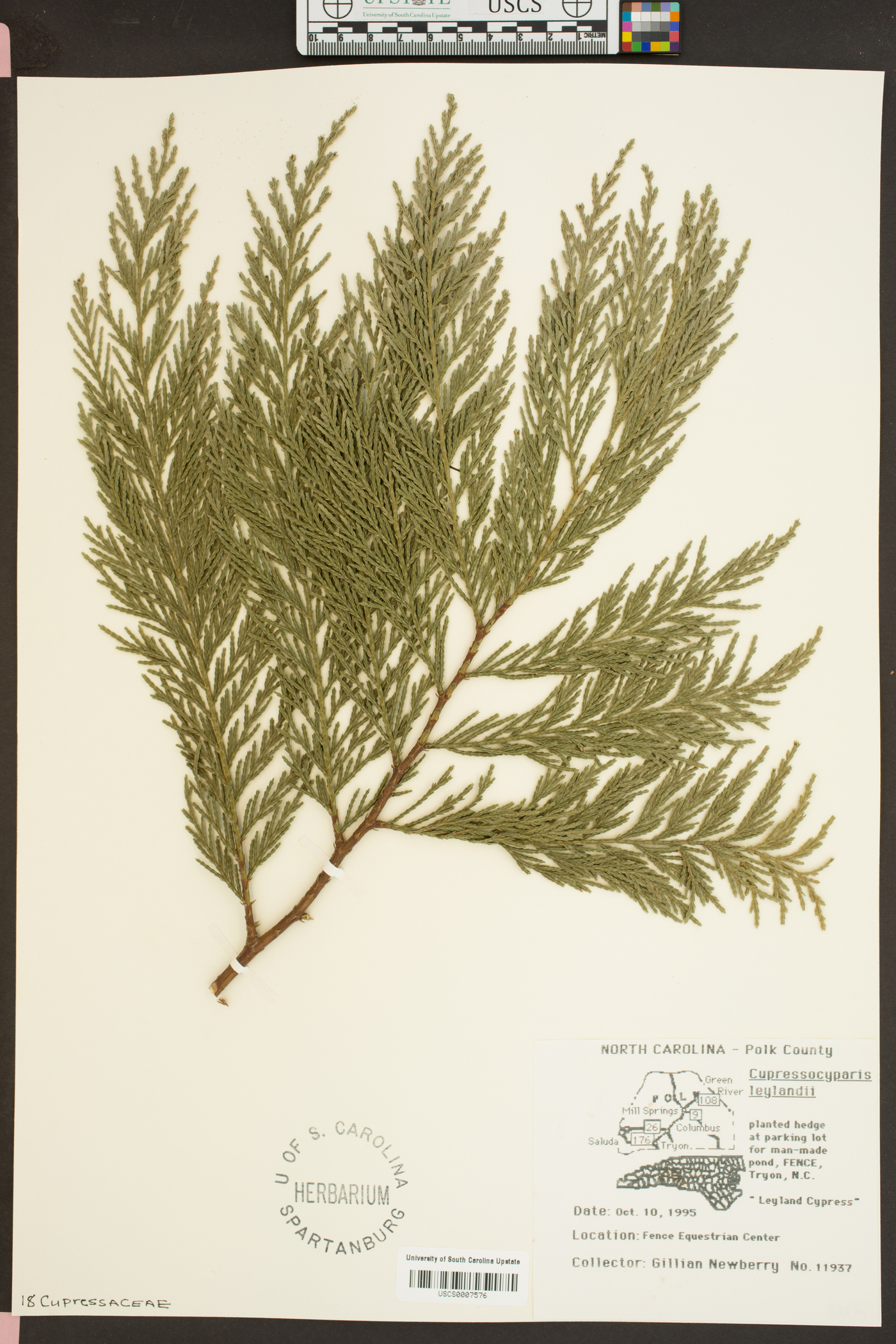 Hesperotropsis leylandii image