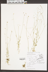 Wahlenbergia marginata image