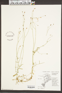 Wahlenbergia marginata image