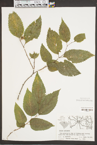 Celtis laevigata image