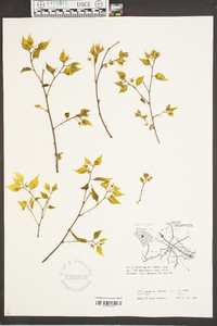 Celtis occidentalis var. georgiana image