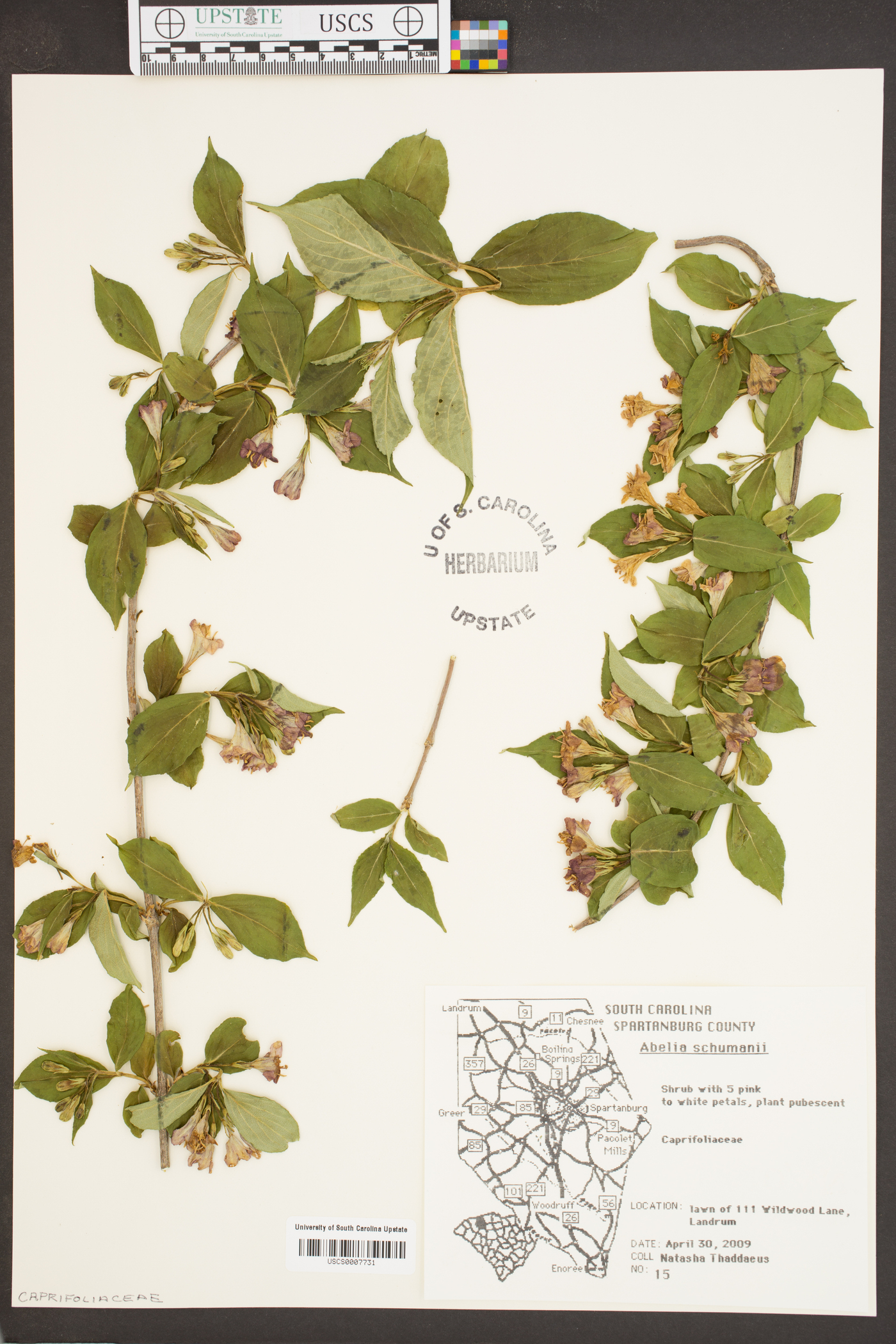 Abelia schumannii image