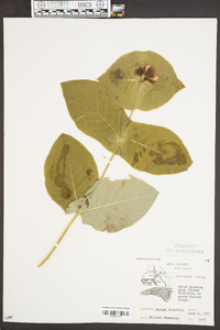 Lonicera flava image