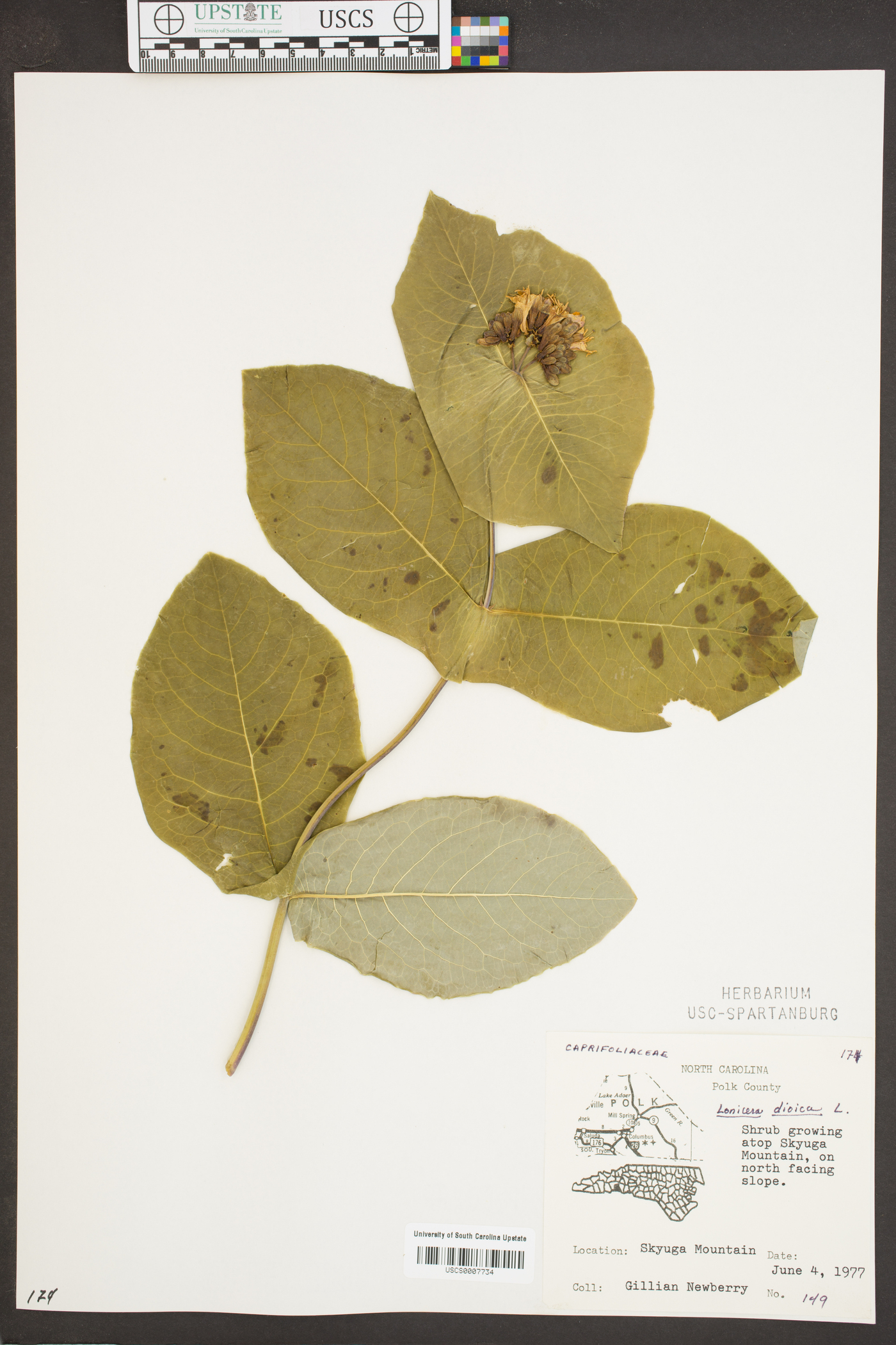 Lonicera flava image