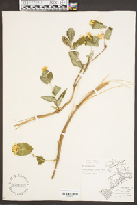 Lonicera flava image