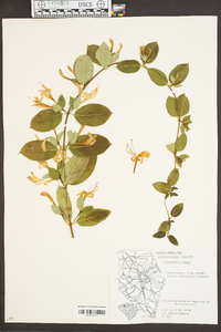 Lonicera flava image