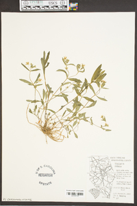 Stellaria pubera image