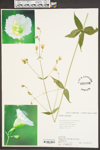 Silene stellata image