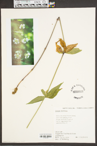 Silene stellata image