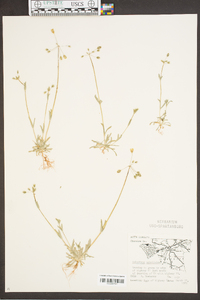 Holosteum umbellatum image