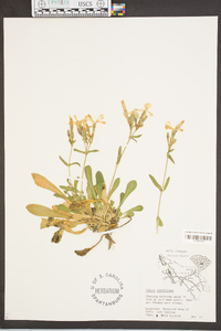 Silene caroliniana image