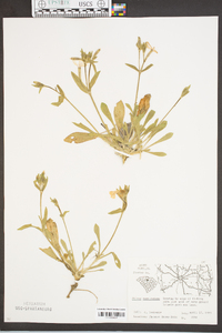 Silene caroliniana image