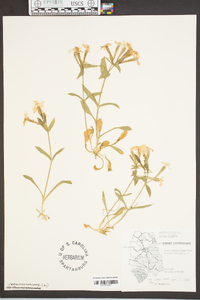 Silene caroliniana image