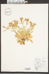 Silene caroliniana image